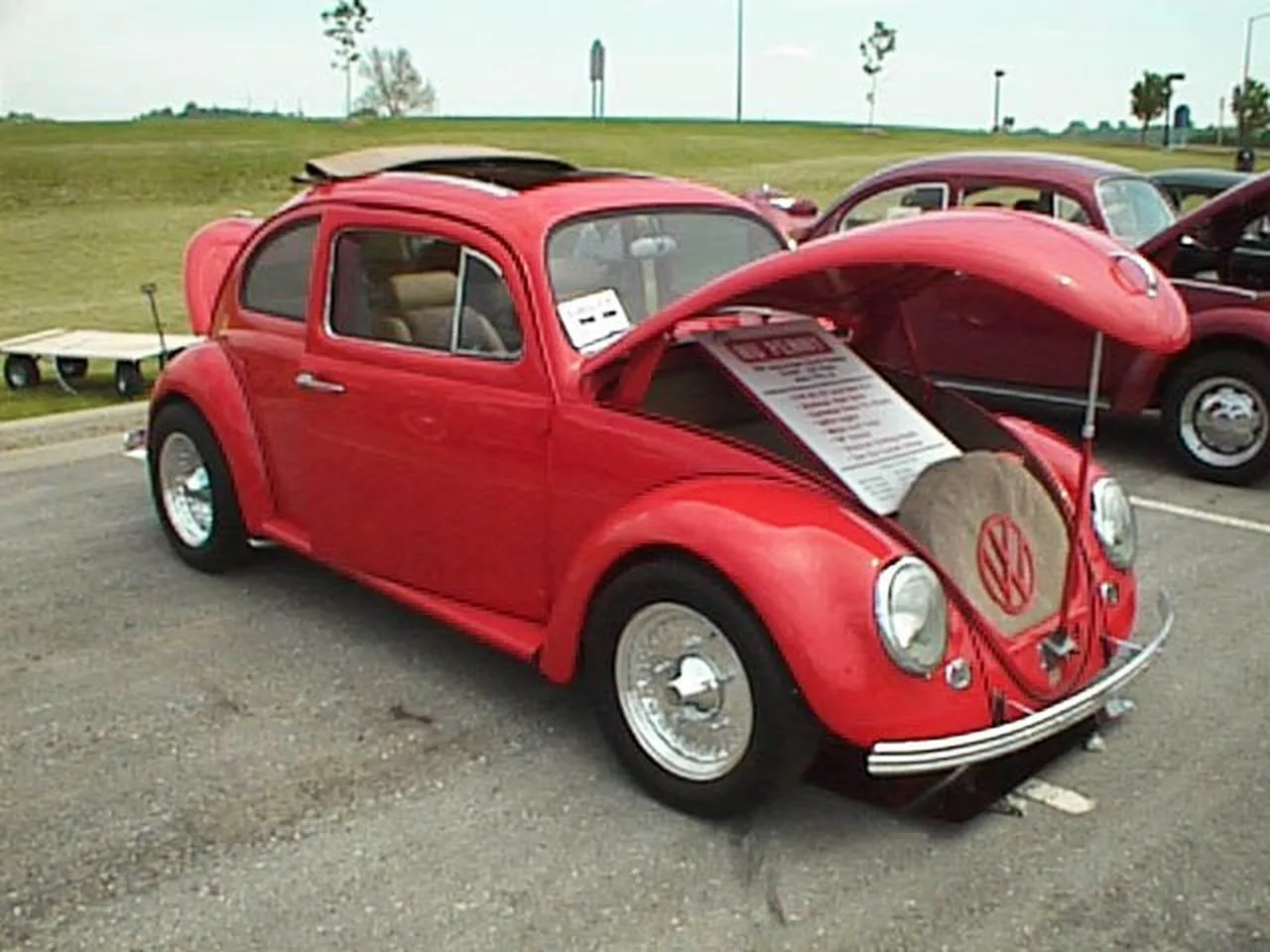 Red Oval Window Beetle